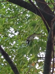 Pycnonotus sinensis formosae