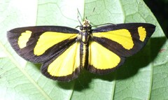 Cabirus procas