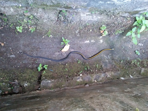 Photo of a Yellow striped Snake (Coelognathus flavolineatus)
