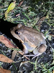 Limnodynastes dumerilii dumerilii