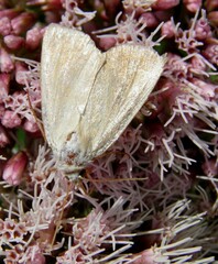 Arenostola phragmitidis