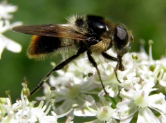 Cheilosia illustrata