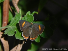 Heliophorus