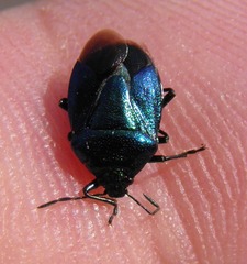 Zicrona caerulea