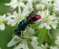 Chrysis ignita
