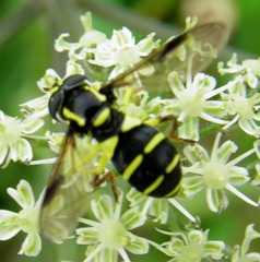 Xanthogramma