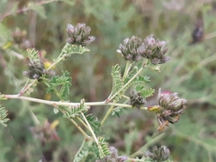Dalea