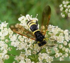 Tenthredo marginella