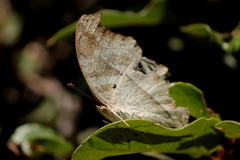 Protogoniomorpha parhassus