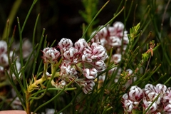 Serruria ascendens
