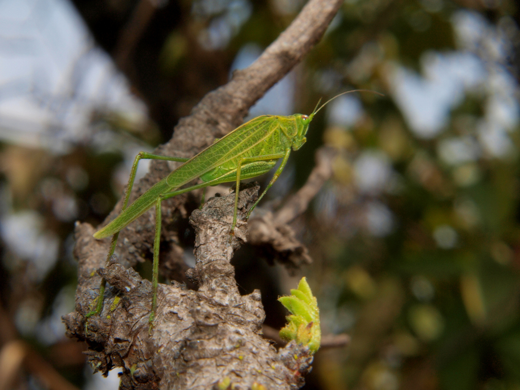 Phaneroptera parva