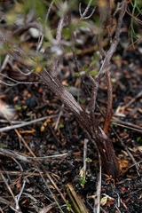 Serruria ascendens