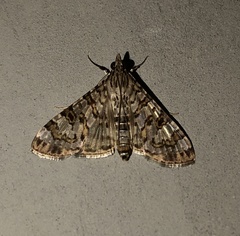 Dysallacta negatalis