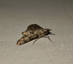 Dysallacta negatalis