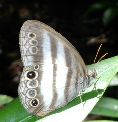 Pareuptychia hesionides