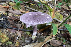 Coniolepiota spongodes