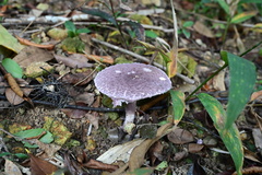 Coniolepiota spongodes