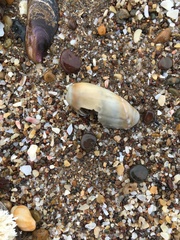 Olivancillaria carcellesi