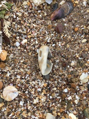 Olivancillaria carcellesi