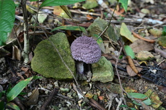 Coniolepiota spongodes