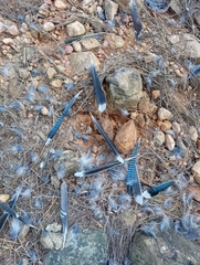 Garrulus lanceolatus