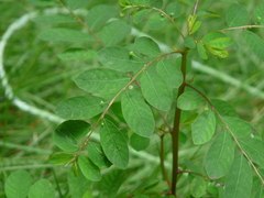 Phyllanthus tenellus