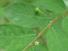 Phyllanthus tenellus