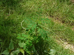 Phyllanthus tenellus