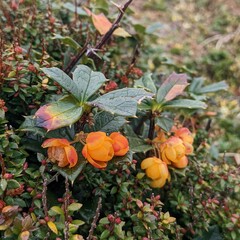 Berberis ilicifolia