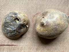 Phytophthora infestans