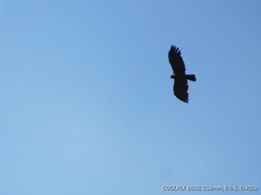 Ictinaetus malaiensis