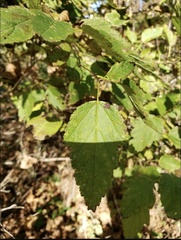 Physocarpus intermedius