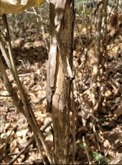 Physocarpus intermedius