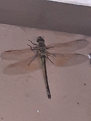 Anax ephippiger