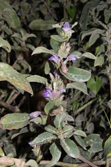 Hygrophila pogonocalyx