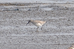 Calidris falcinellus