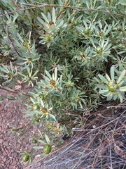 Leucadendron glaberrimum erubescens