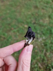 Helvella lacunosa