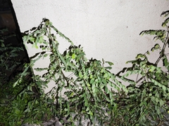 Phyllanthus tenellus