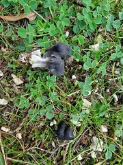 Helvella lacunosa