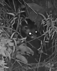Mustela putorius