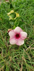 Allamanda blanchetii
