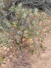 Leucadendron glaberrimum erubescens