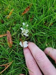 Hemimycena cucullata