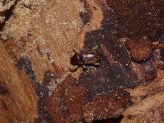 Mitrastethus baridioides