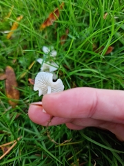 Hemimycena cucullata