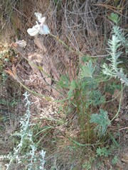 Monsonia speciosa