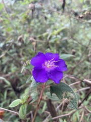 Tibouchina