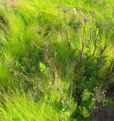 Notobubon ferulaceum
