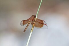 Neurothemis stigmatizans